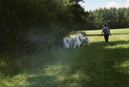 Pyrenäenberghund Hunde Foto 32546 in höherer Auflösung ansehen Pyrenäenberghund Pyri-Treffen in Eisenach ein traumschönes Wochenende in Eisenach