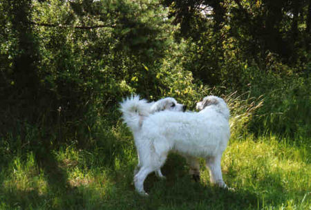 Pyrenäenberghund Hunde Foto 32547 in höherer Auflösung ansehen Pyrenäenberghund Pyri-Treffen in Eisenach ein traumschönes Wochenende in Eisenach