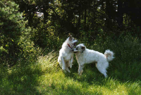 Pyrenäenberghund Hunde Foto 32548 in höherer Auflösung ansehen Pyrenäenberghund Pyri-Treffen in Eisenach ein traumschönes Wochenende in Eisenach