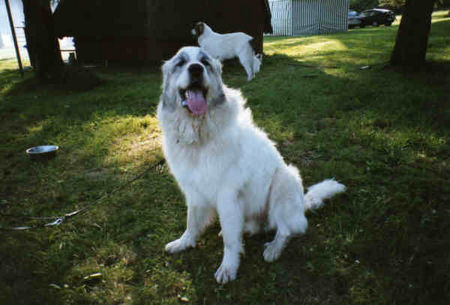Pyrenäenberghund Hunde Foto 32549 in höherer Auflösung ansehen Pyrenäenberghund Pyri-Treffen in Eisenach ein traumschönes Wochenende in Eisenach