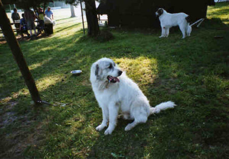 Pyrenäenberghund Hunde Foto 32550 in höherer Auflösung ansehen Pyrenäenberghund Pyri-Treffen in Eisenach ein traumschönes Wochenende in Eisenach