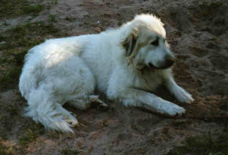 Pyrenäenberghund Hunde Foto 32552 in höherer Auflösung ansehen Pyrenäenberghund Pyri-Treffen in Eisenach ein traumschönes Wochenende in Eisenach