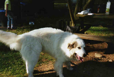 Pyrenäenberghund Hunde Foto 32554 in höherer Auflösung ansehen Pyrenäenberghund Pyri-Treffen in Eisenach ein traumschönes Wochenende in Eisenach
