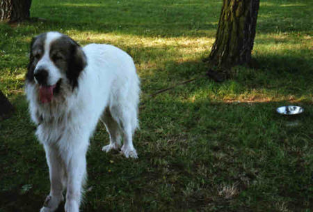 Pyrenäenberghund Hunde Foto 32557 in höherer Auflösung ansehen Pyrenäenberghund Pyri-Treffen in Eisenach ein traumschönes Wochenende in Eisenach