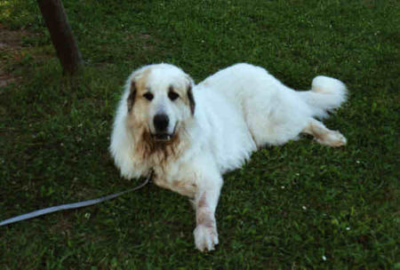 Pyrenäenberghund Hunde Foto 32559 in höherer Auflösung ansehen Pyrenäenberghund Pyri-Treffen in Eisenach ein traumschönes Wochenende in Eisenach