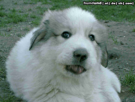 Pyrenäenberghund Hunde Foto 44158 in höherer Auflösung ansehen Pyrenäenberghund