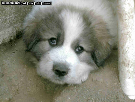 Pyrenäenberghund Hunde Foto 44159 in höherer Auflösung ansehen Pyrenäenberghund
