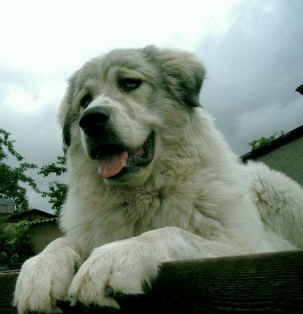 Pyrenäenberghund Hunde Foto 38868 in höherer Auflösung ansehen Pyrenäenberghund unsere Casy vom Klosterholz