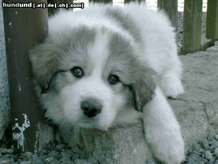 Pyrenäenberghund Hunde Foto 44160 in höherer Auflösung ansehen Pyrenäenberghund