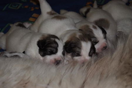 Pyrenäenberghund Hunde Foto 43894 in höherer Auflösung ansehen Pyrenäenberghund Unser A . Wurf ist da
