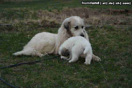 Pyrenäenberghund Hunde Foto 44049 in höherer Auflösung ansehen Pyrenäenberghund Benett mit Sohn