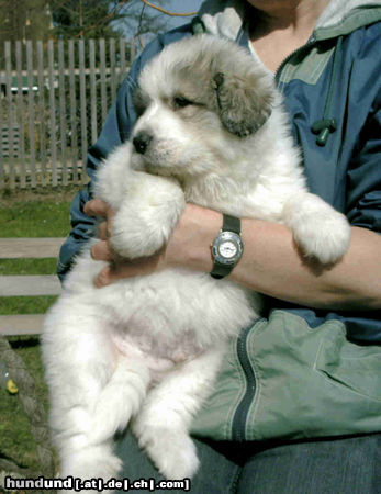 Pyrenäenberghund Hunde Foto 44051 in höherer Auflösung ansehen Pyrenäenberghund ganz der Papa