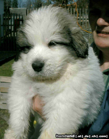 Pyrenäenberghund Hunde Foto 44052 in höherer Auflösung ansehen Pyrenäenberghund ganz der Papa