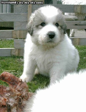 Pyrenäenberghund Hunde Foto 44053 in höherer Auflösung ansehen Pyrenäenberghund ganz der Papa