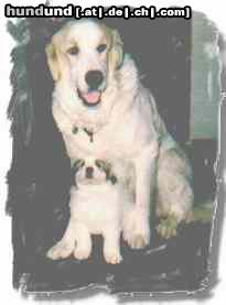 Pyrenäenberghund Bojar vom Hause Mordhorst