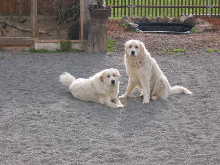 Pyrenäenberghund Hunde Foto 29367 Pyrenäenberghund Alida und Allegra of the living Snowdrift
