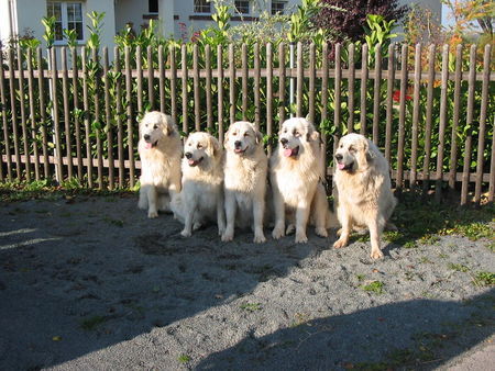 Pyrenäenberghund Hunde Foto 29336 in höherer Auflösung ansehen Pyrenäenberghund Alle fünf Pyrenäen aus dem Zwinger