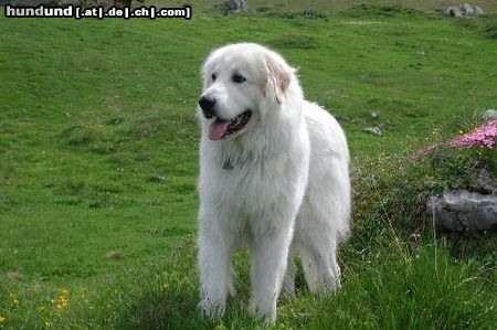 Pyrenäenberghund Amber, Pyrenäenberghund