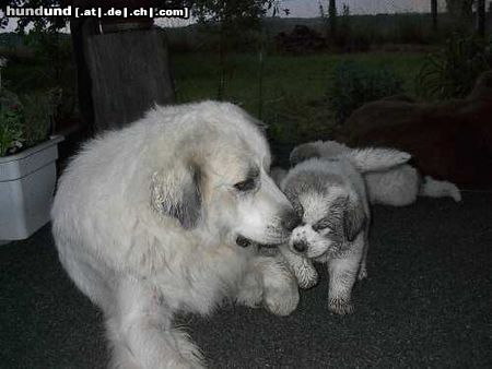 Pyrenäenberghund Antonia (Britt vom Felsbrunnen) mit Welpe