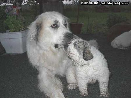 Pyrenäenberghund Antonia (Britt vom Felsbrunnen) mit Welpe