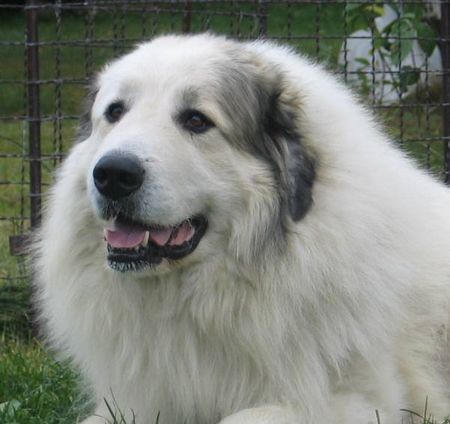 Pyrenäenberghund Hunde Foto 33255 in höherer Auflösung ansehen Pyrenäenberghund