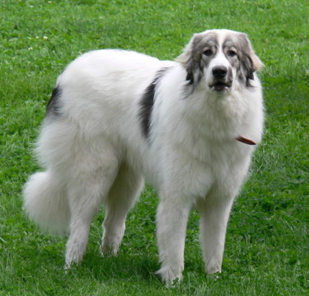 Pyrenäenberghund Hunde Foto 32654 in höherer Auflösung ansehen Pyrenäenberghund Ginna