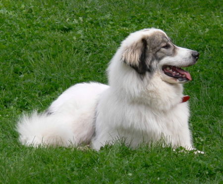 Pyrenäenberghund Ginna 
