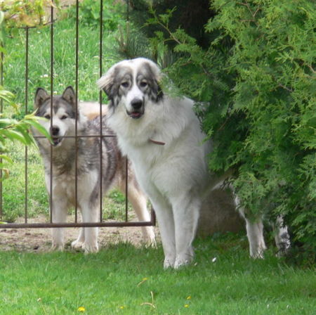 Pyrenäenberghund Hunde Foto 32656 in höherer Auflösung ansehen Pyrenäenberghund Ginna