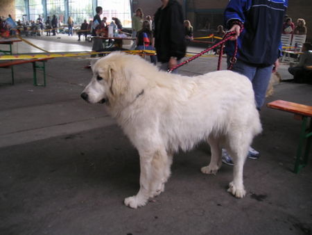 Pyrenäenberghund Hunde Foto 32659 in höherer Auflösung ansehen Pyrenäenberghund Bozena
