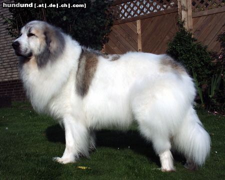 Pyrenäenberghund barny frisch gefönt