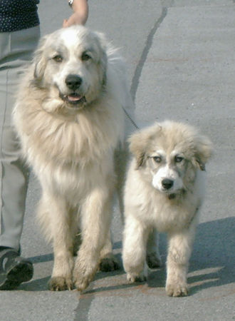 Pyrenäenberghund Hunde Foto 37832 Pyrenäenberghund bummel mit Frauchen