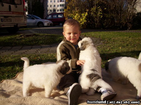 Pyrenäenberghund Hunde Foto 46122 in höherer Auflösung ansehen Pyrenäenberghund