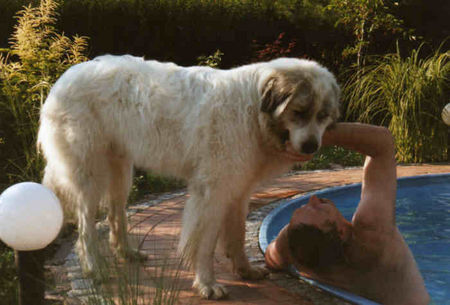 Pyrenäenberghund Hunde Foto 32441 in höherer Auflösung ansehen Pyrenäenberghund ikomm schnell raus