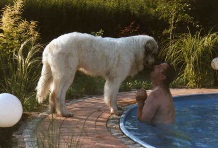Pyrenäenberghund Hunde Foto 32439 in höherer Auflösung ansehen Pyrenäenberghund Nase an Nase