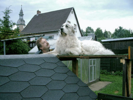 Pyrenäenberghund Hunde Foto 38542 Pyrenäenberghund Benett ganz oben