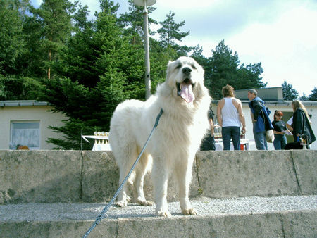 Pyrenäenberghund Hunde Foto 38783 Pyrenäenberghund