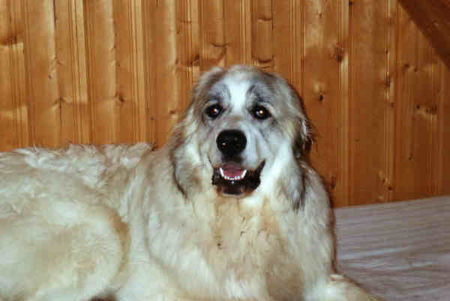 Pyrenäenberghund Hunde Foto 33487 in höherer Auflösung ansehen Pyrenäenberghund