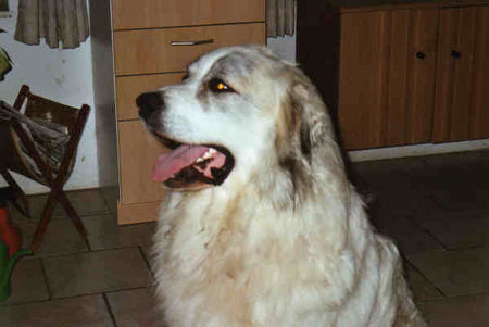 Pyrenäenberghund Hunde Foto 33496 in höherer Auflösung ansehen Pyrenäenberghund
