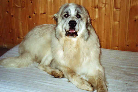Pyrenäenberghund Hunde Foto 33498 in höherer Auflösung ansehen Pyrenäenberghund