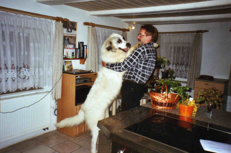 Pyrenäenberghund Hunde Foto 33500 in höherer Auflösung ansehen Pyrenäenberghund