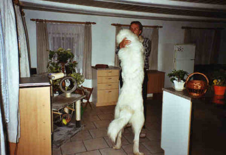 Pyrenäenberghund Hunde Foto 33501 in höherer Auflösung ansehen Pyrenäenberghund