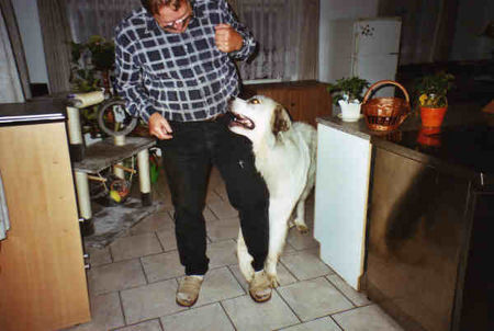 Pyrenäenberghund Hunde Foto 33502 in höherer Auflösung ansehen Pyrenäenberghund