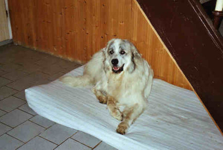 Pyrenäenberghund Hunde Foto 33503 in höherer Auflösung ansehen Pyrenäenberghund