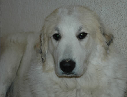 Pyrenäenberghund Hunde Foto 36143 Pyrenäenberghund Fabergé vom Araberhof, 11 Monate alt