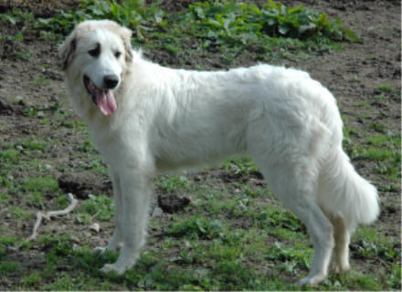 Pyrenäenberghund Hunde Foto 34497 Pyrenäenberghund Pyrenäenberghunde vom Araberhof (VDH/FCI)