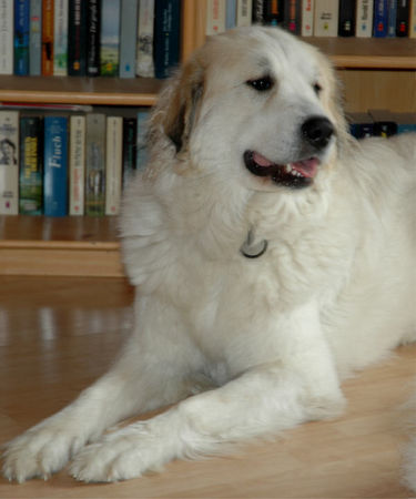 Pyrenäenberghund Hunde Foto 41722 Pyrenäenberghund Fabergé vom Araberhof