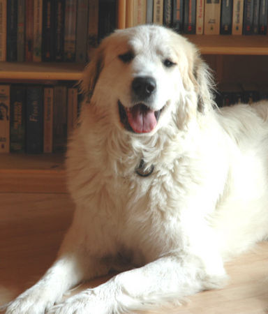Pyrenäenberghund Hunde Foto 41723 Pyrenäenberghund Fabergé vom Araberhof