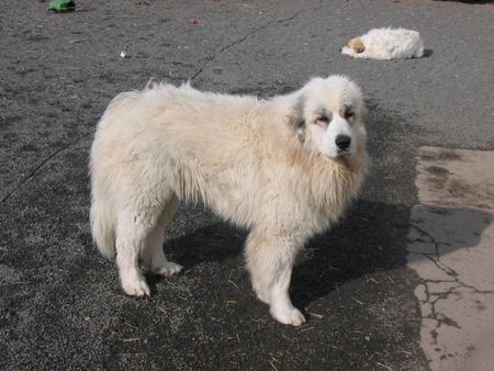 Pyrenäenberghund Hunde Foto 30079 in höherer Auflösung ansehen Pyrenäenberghund Bijou of the living Snowdrift
