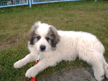 Pyrenäenberghund Hunde Foto 35305 Pyrenäenberghund Cira 8 Wochen alt