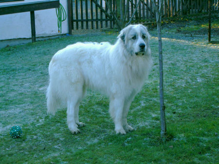 Pyrenäenberghund Hunde Foto 36027 in höherer Auflösung ansehen Pyrenäenberghund